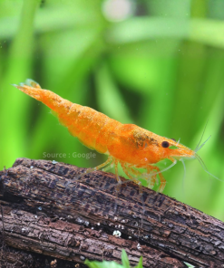 Orange Shrimp