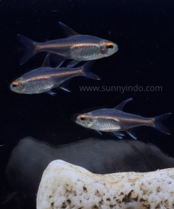 Glowlight Tetra