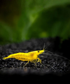 Yellow Shrimp