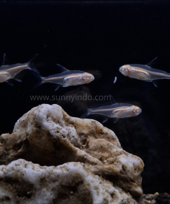 Albino Glowlight Tetra