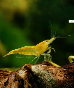 Yellow Fire Shrimp