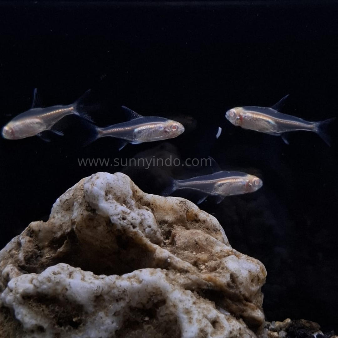Albino Glowlight Tetra