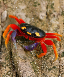 Halloween Crab