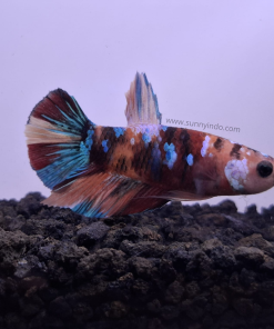 Betta Multicolor