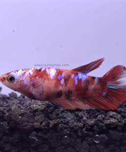 Alternative view of Betta Multicolor