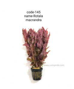 Rotala Macandra