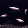 Gold White Cloud Mountain Tetra