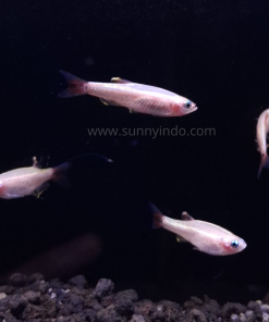 Gold White Cloud Mountain Tetra