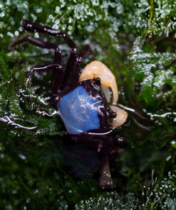 Blue Borneo Crab