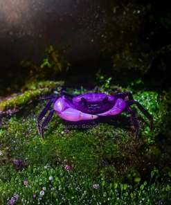 Violet Vampire Crab