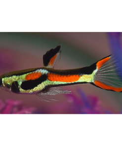Endler Black Bar Guppy