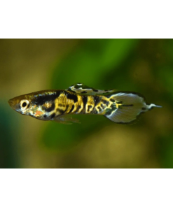 Endler Yellow Jacket Tiger