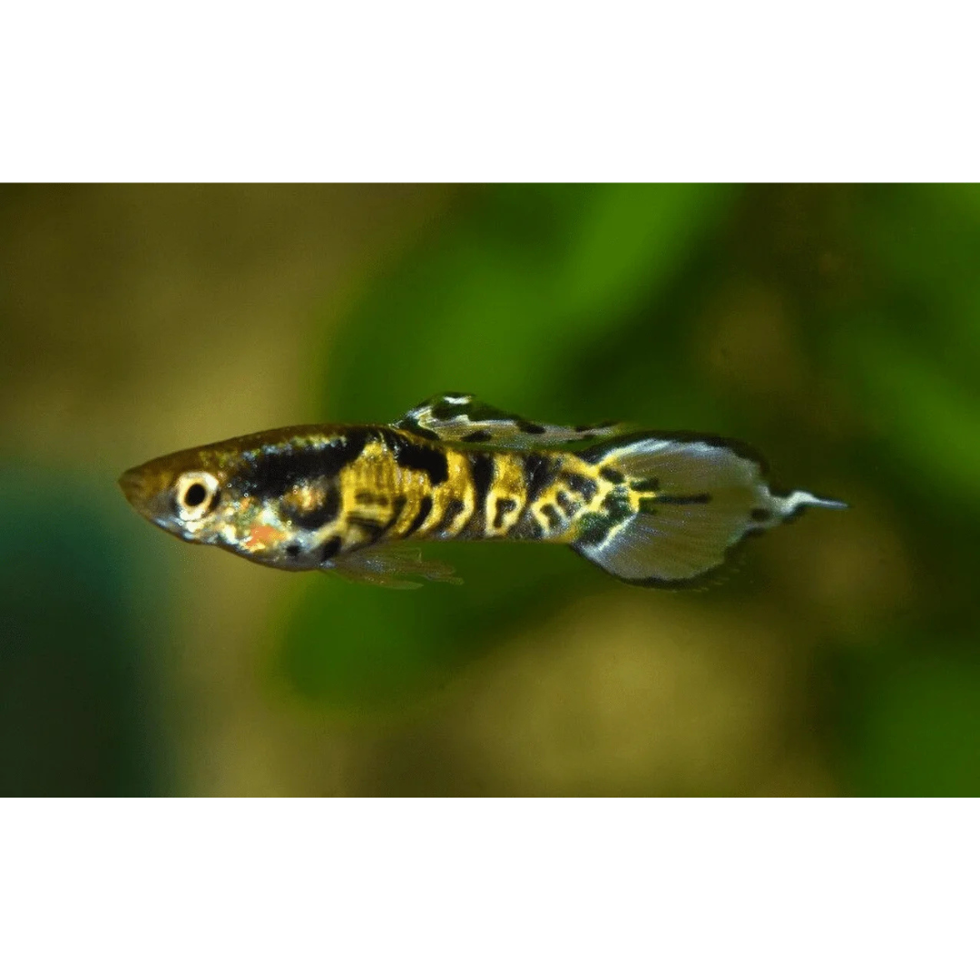 Endler Yellow Jacket Tiger