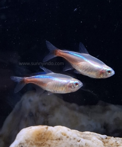 Albino Neon Tetra
