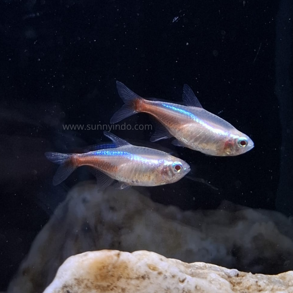 Albino Neon Tetra