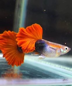HB Rose Tail Guppy