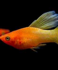 Sunrise Platy Hi-Fin