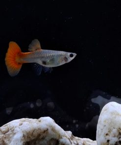 PERCOBAAN Platinum Red Tail Dumbo Ear (Female)