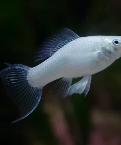 Lyretail Silver Molly