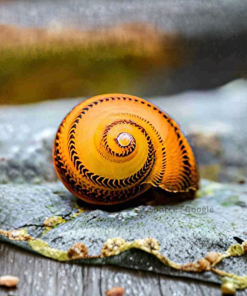 O-Ring Snail