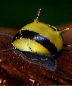 Spiral Horn Snail