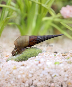 long Nose Snail