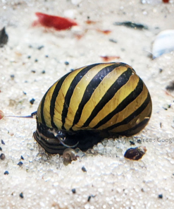 Zebra Snail
