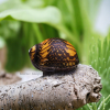 Batik Snail