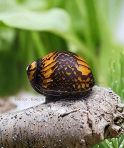 Batik Snail