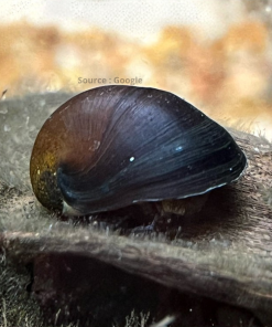 Abalon Snail