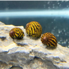 Tiger Snail