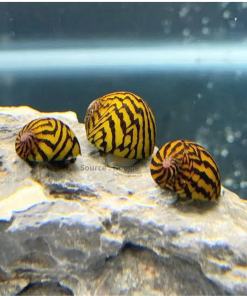 Tiger Snail
