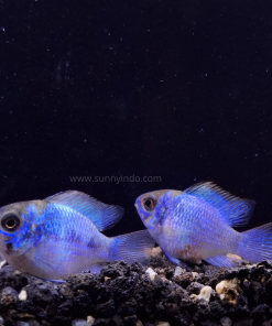 Electric Blue Ram