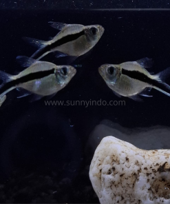 Penguin Balloon Tetra