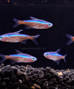 Cardinal Tetra
