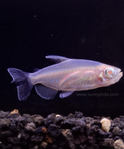 Albino Congo Tetra