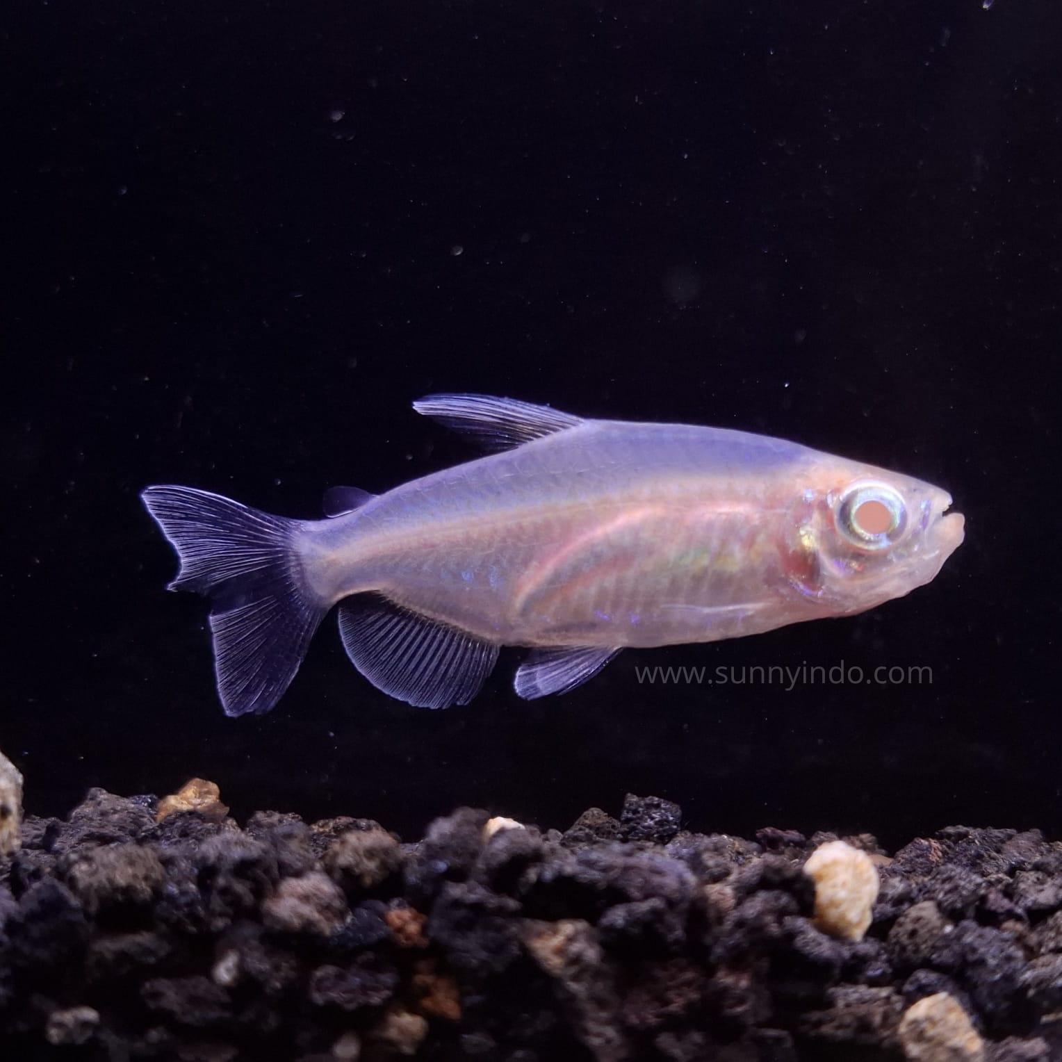Albino Congo Tetra