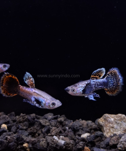 Pink Magenta Big Ear Guppy