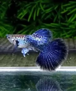 Blue Dragon Big Ear Guppy