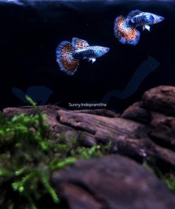 Red Dragon Big Ear Guppy