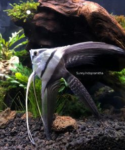 Black & White Angel-Veiltail