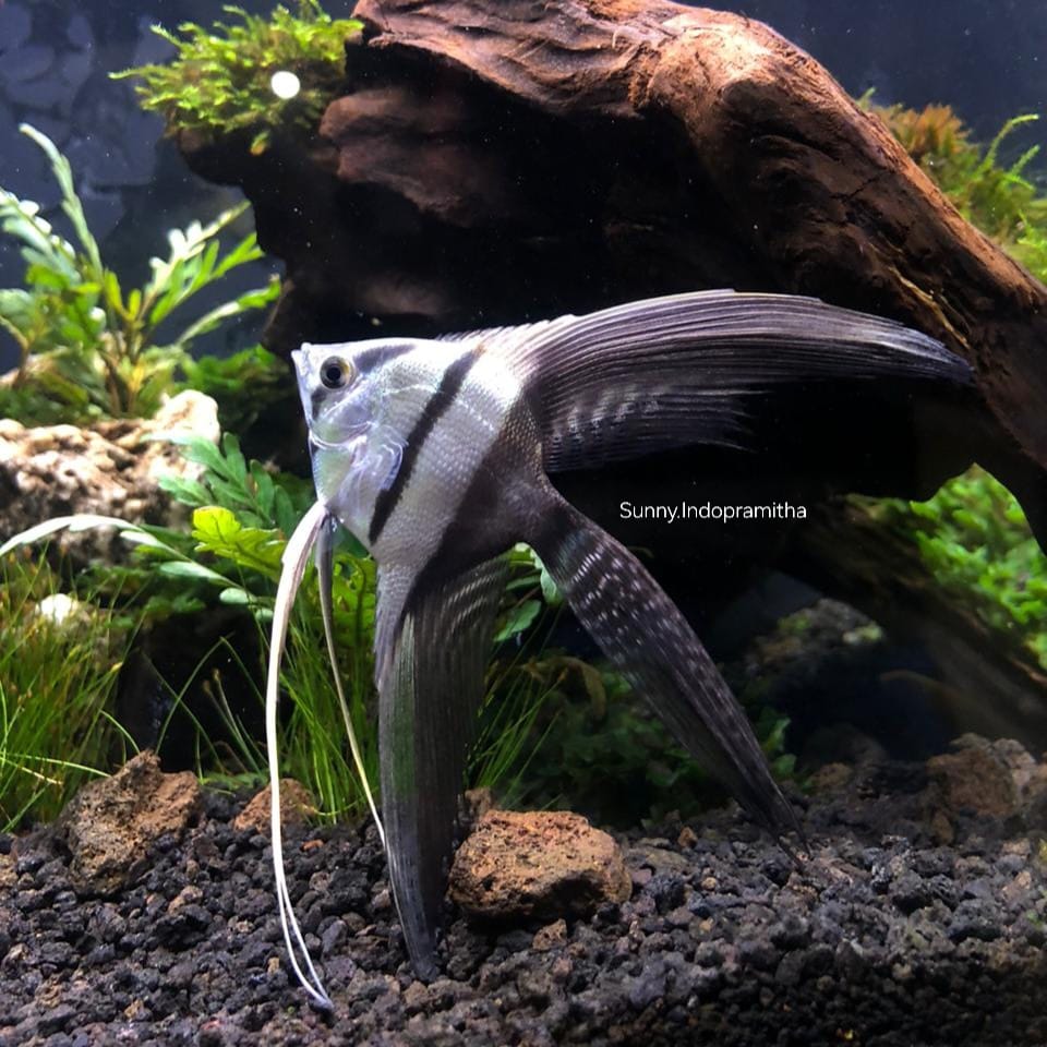 Black & White Angel-Veiltail