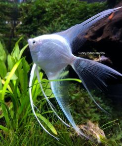 Platinum Angel-Veiltail