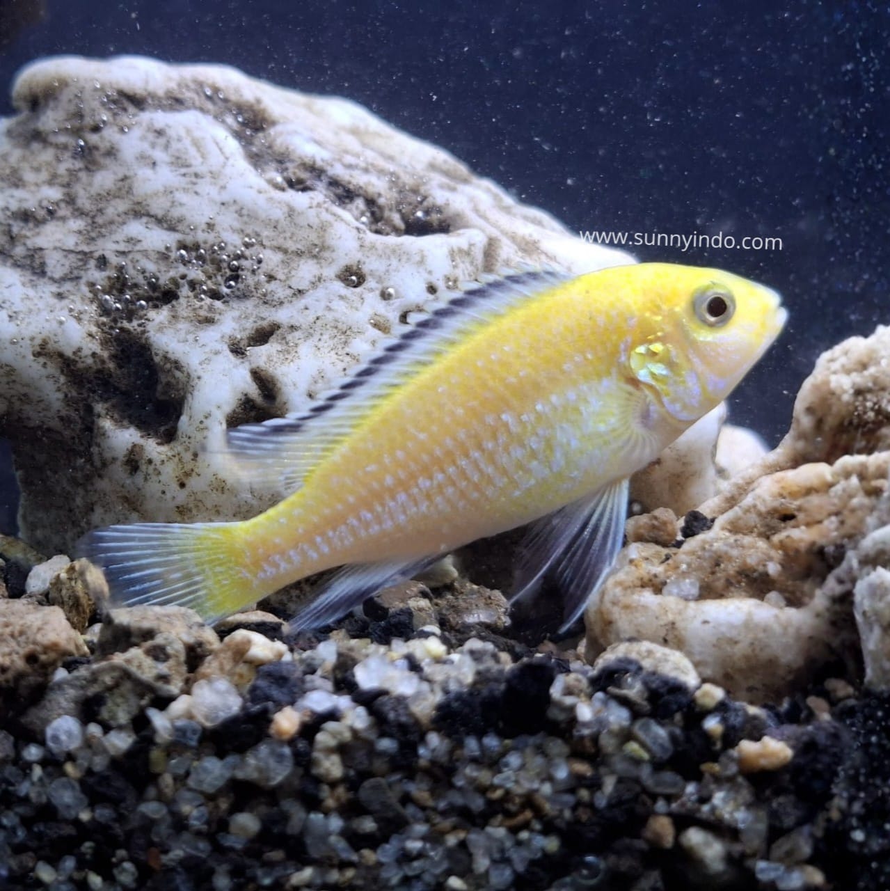Electric Yellow Cichlid