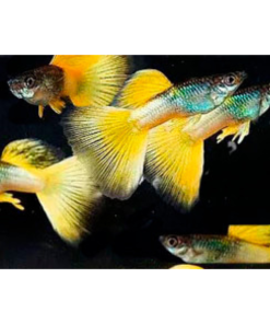 Yellow Pingu Guppy