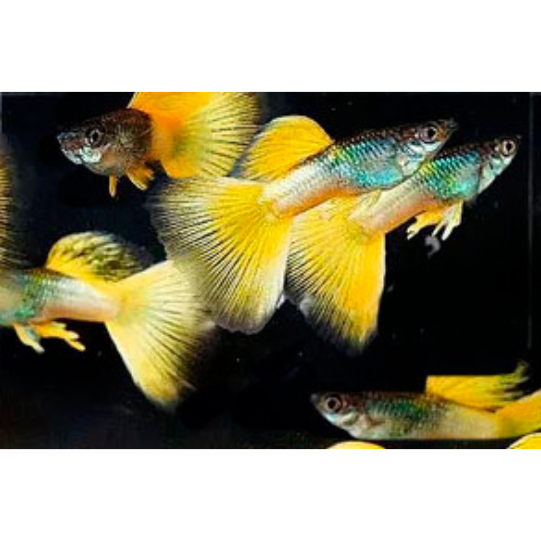Yellow Pingu Guppy