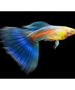 Albino Blue Sky Guppy
