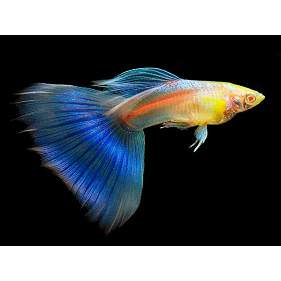 Albino Blue Sky Guppy