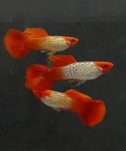 Albino Koi Snakeskin Guppy