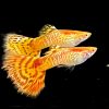 Albino Yellow Tiger Guppy